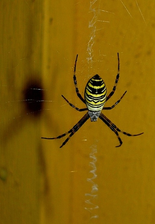 Wespenspinne mit Netzt.jpg